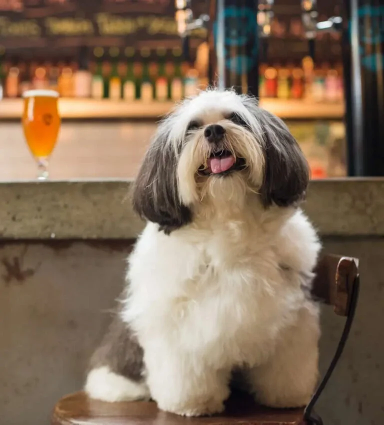 restaurantes pet friedly bh